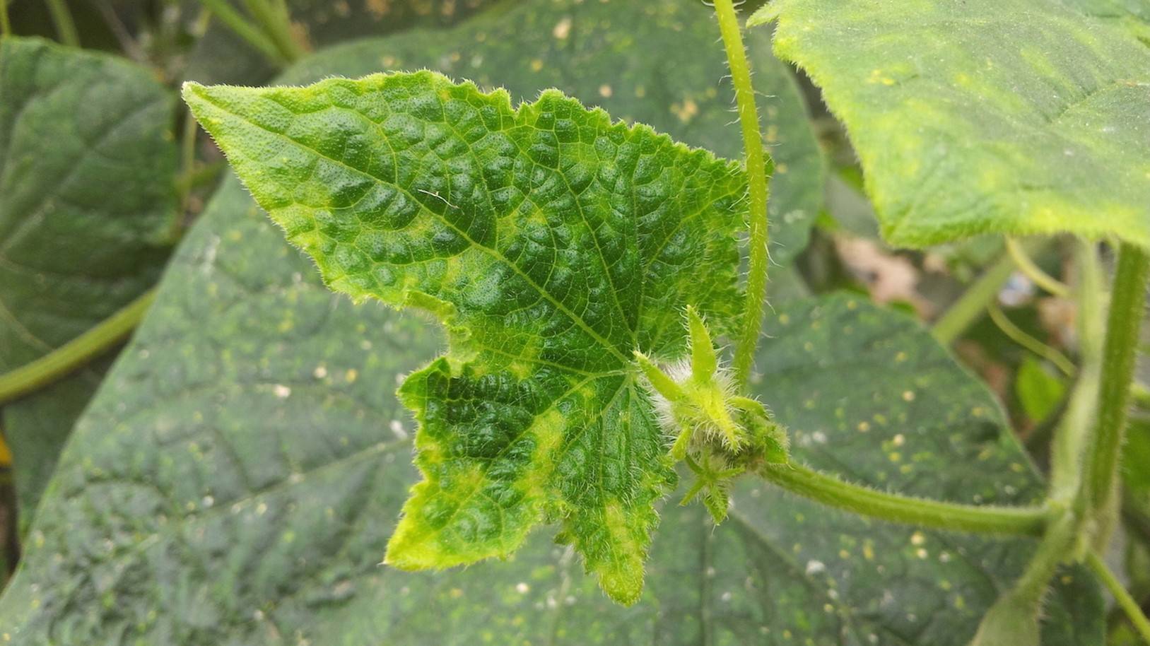 Virus del mosaico del pepino (CMV)|1522_03_sintomas_de_cmv_en_frutos_de_pepino|foto-noticia-4|pulgones